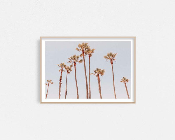 Venice Beach Palms 1