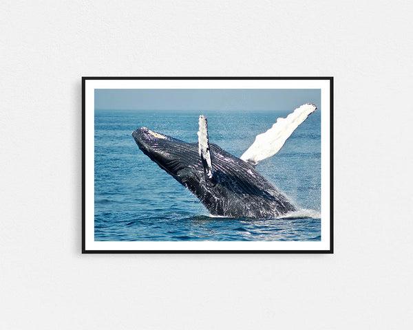 Whale Breaching Framed Wall Art