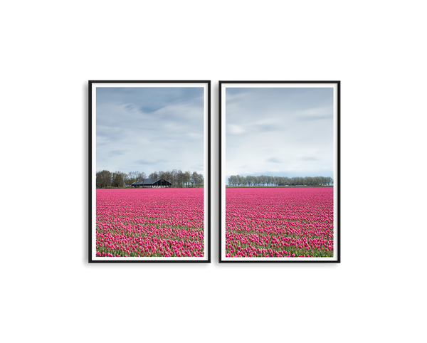 Netherlands Tulip Field Set Includes Two Prints