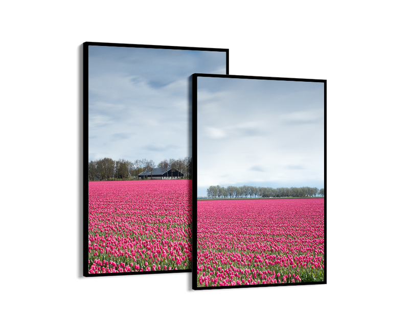 Netherlands Tulip Field Set Includes Two Prints