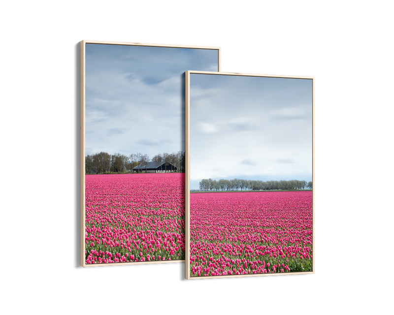 Netherlands Tulip Field Set Includes Two Prints