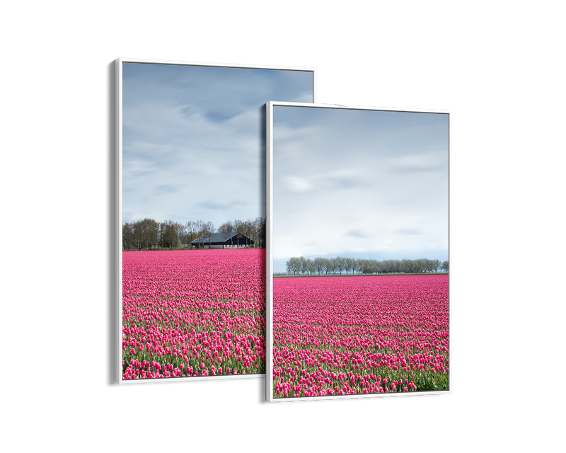 Netherlands Tulip Field Set Includes Two Prints