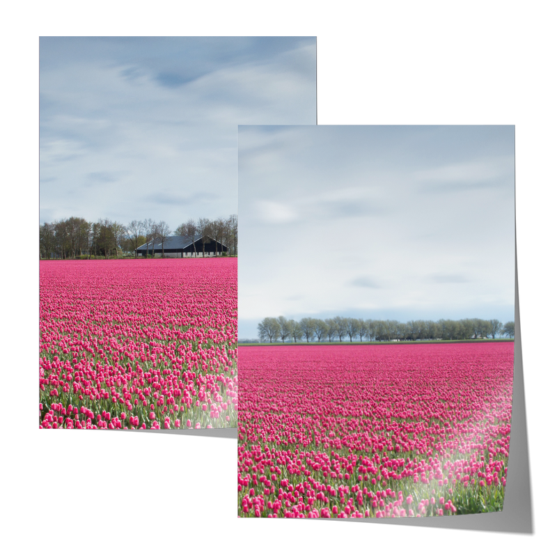 Netherlands Tulip Field Set Includes Two Prints