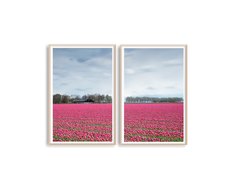 Netherlands Tulip Field Set Includes Two Prints