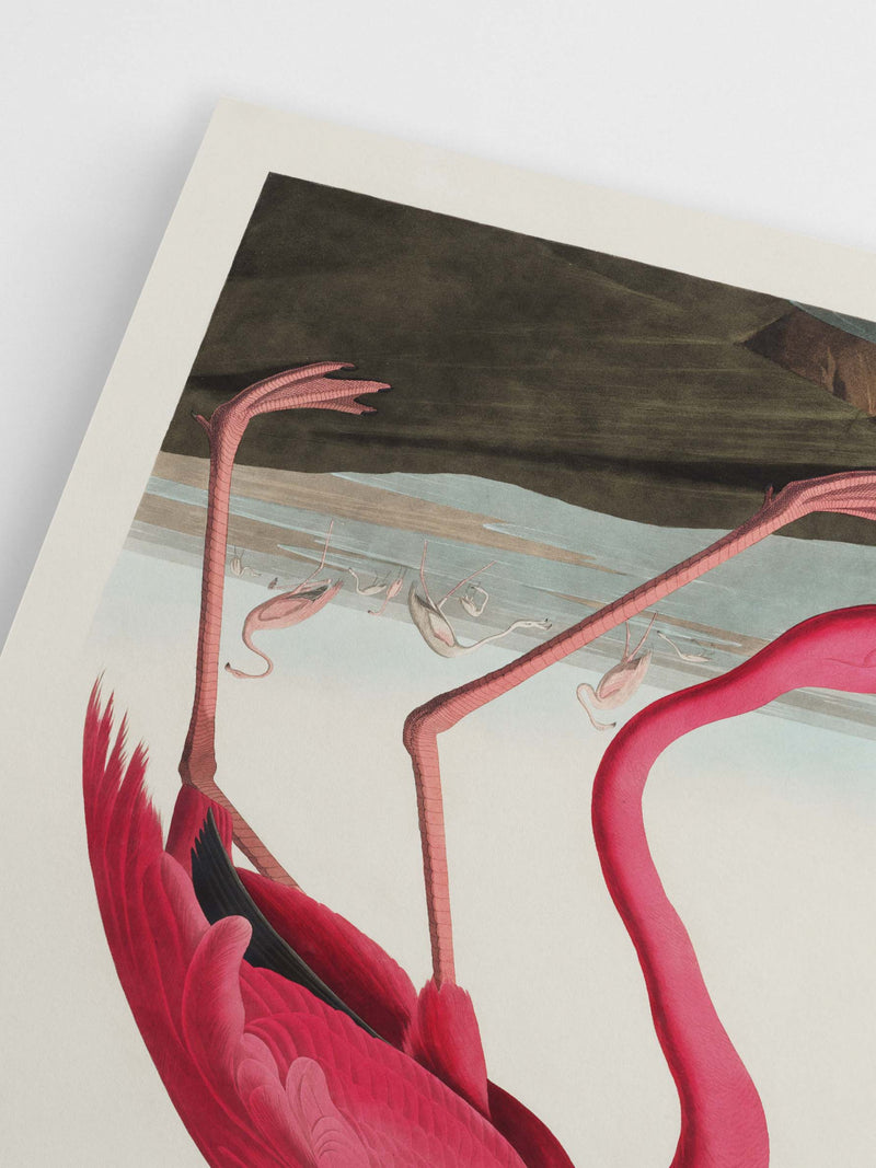 Poster Hub - American Flamingo