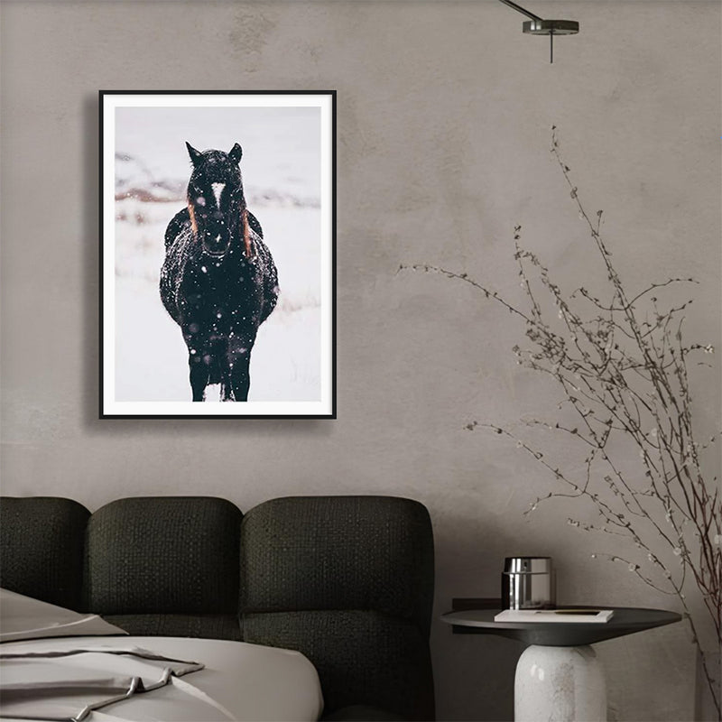 Black Brumby