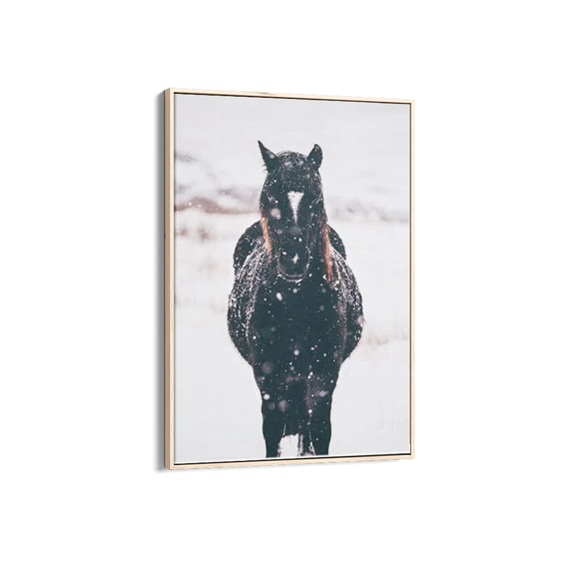 Black Brumby