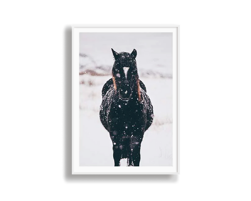 Black Brumby