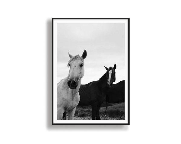 Black & White Stallions