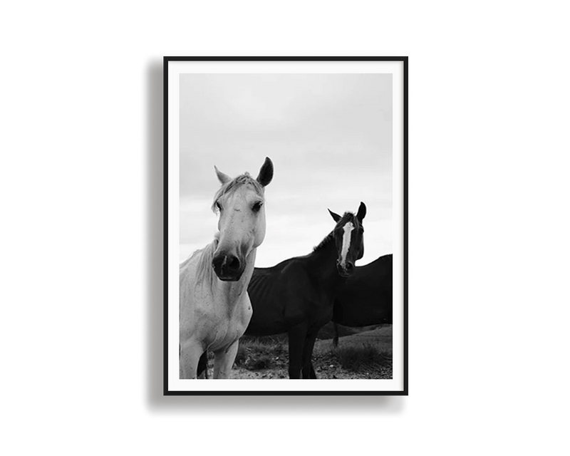 Black & White Stallions