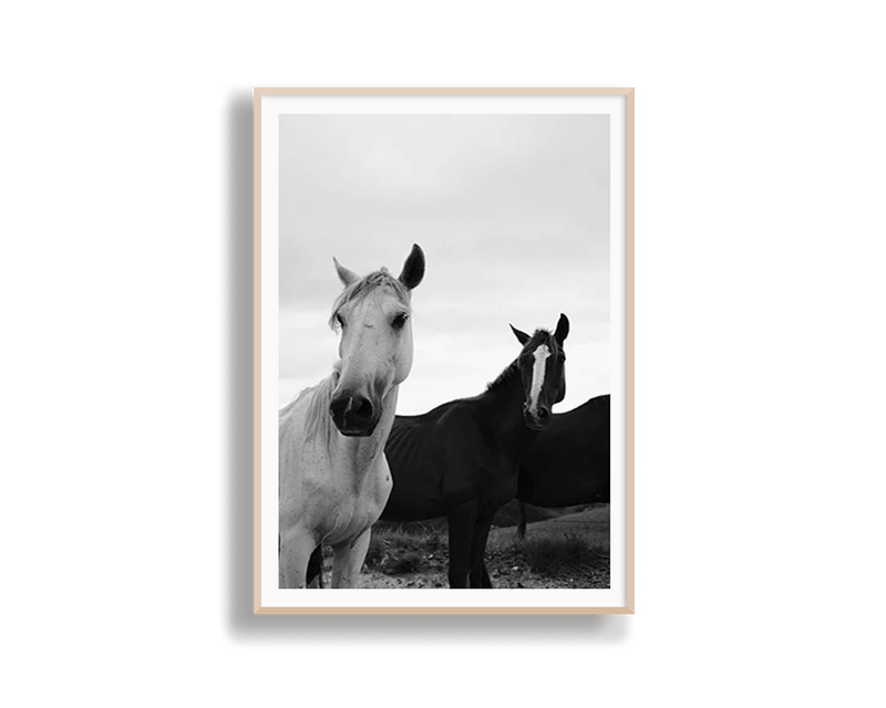 Black & White Stallions