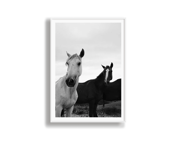 Black & White Stallions