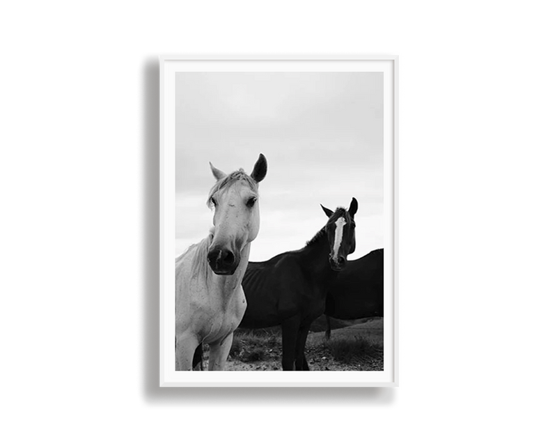 Black & White Stallions