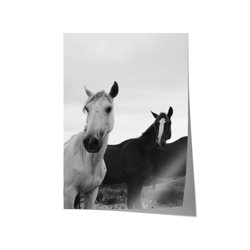 Black & White Stallions