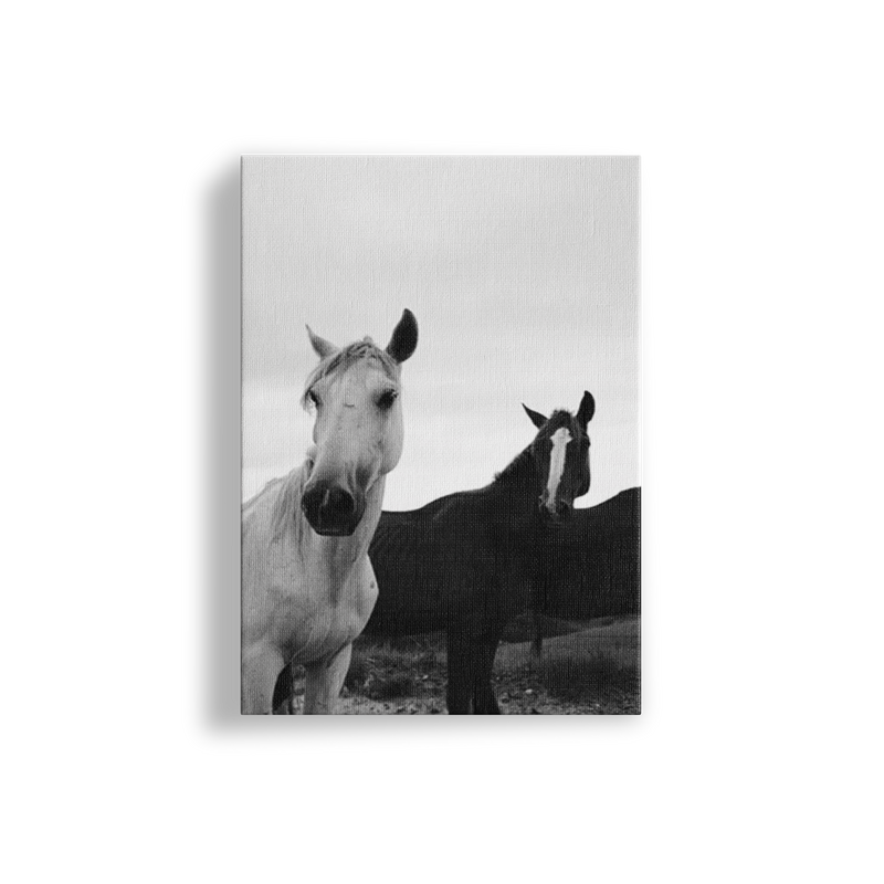 Black & White Stallions