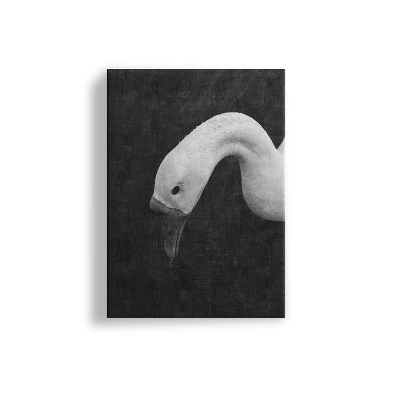 Swan in Still Water