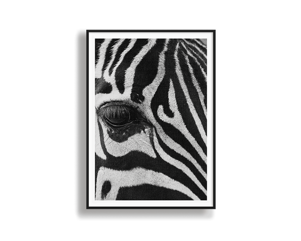 Zebra Study