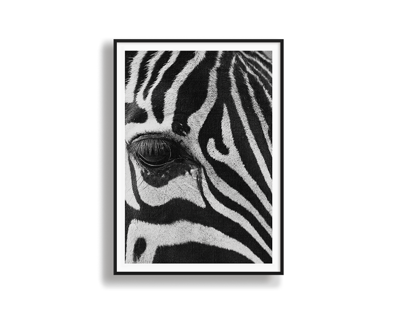 Zebra Study