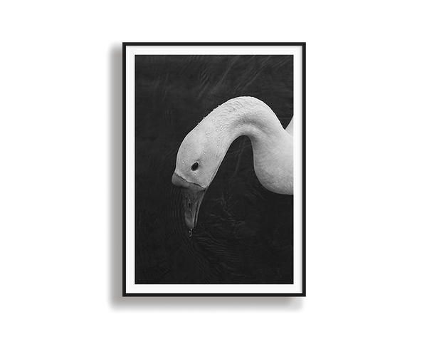 Swan in Still Water