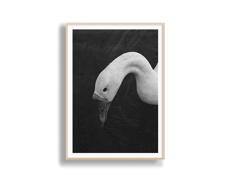 Swan in Still Water