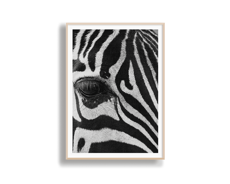 Zebra Study