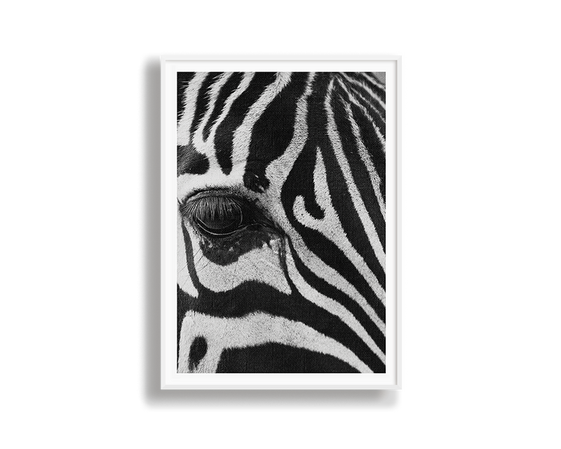 Zebra Study