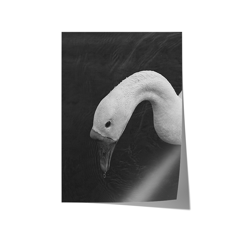 Swan in Still Water