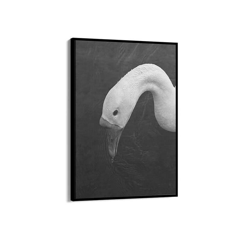 Swan in Still Water
