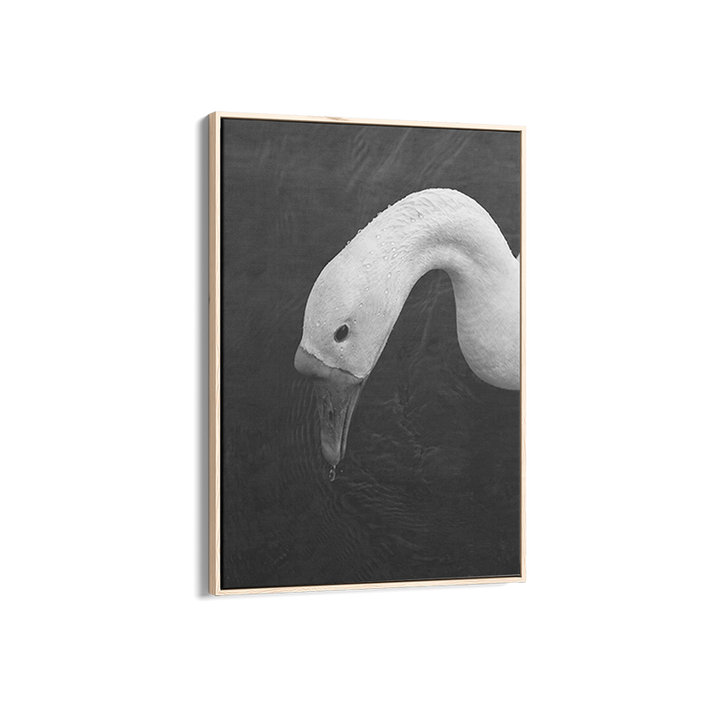 Swan in Still Water