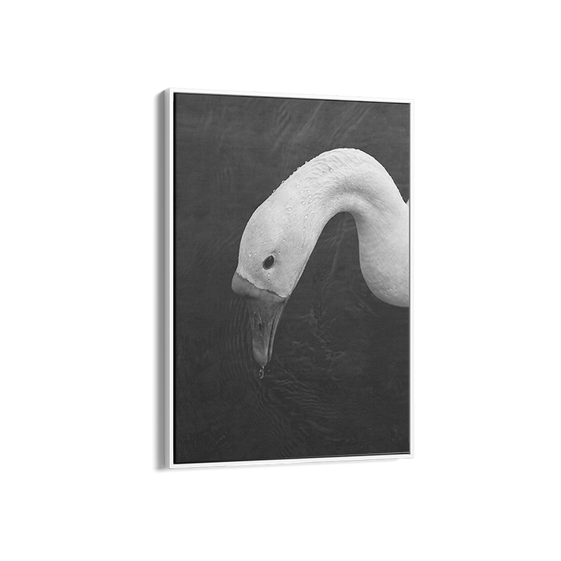 Swan in Still Water