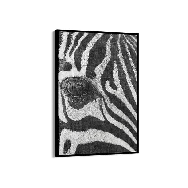 Zebra Study