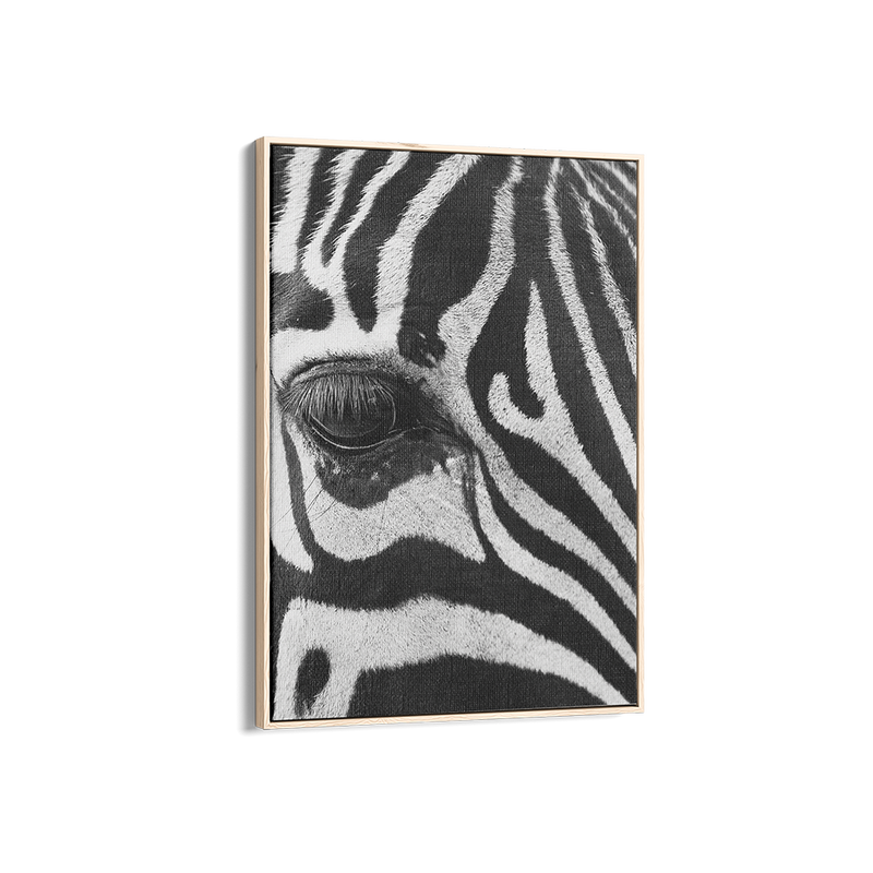 Zebra Study