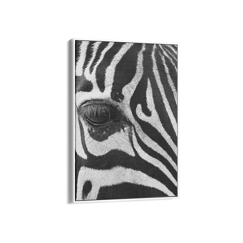 Zebra Study