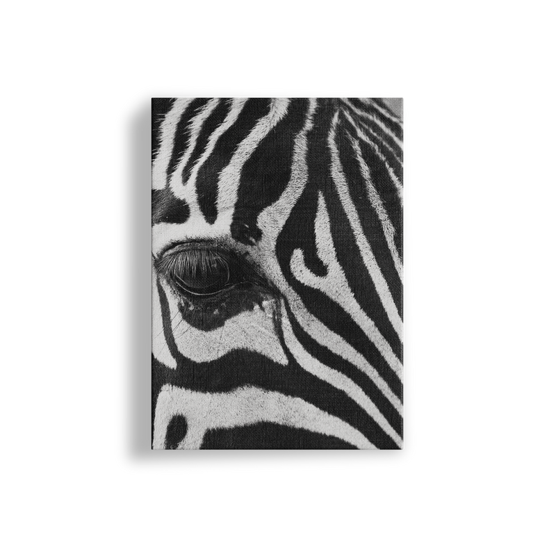 Zebra Study