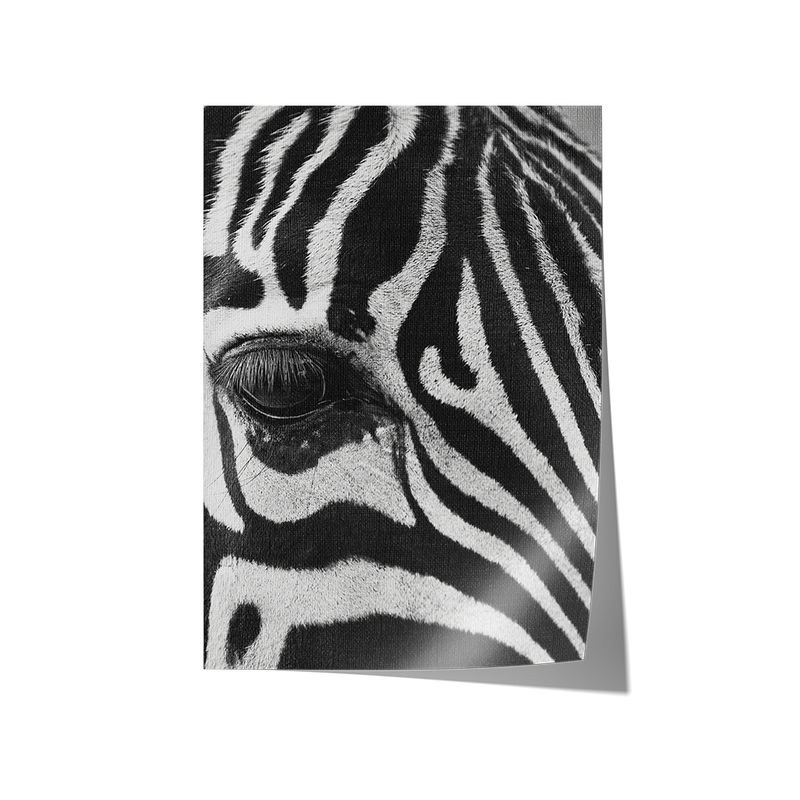 Zebra Study