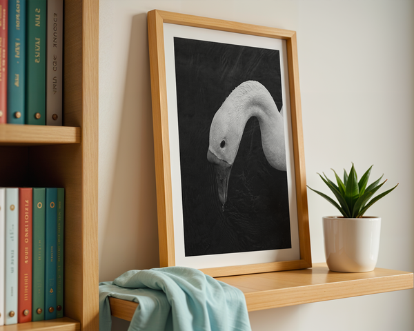 Swan in Still Water