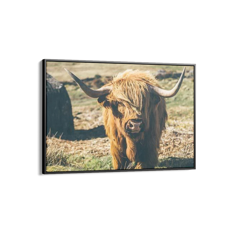 Highland Cattle