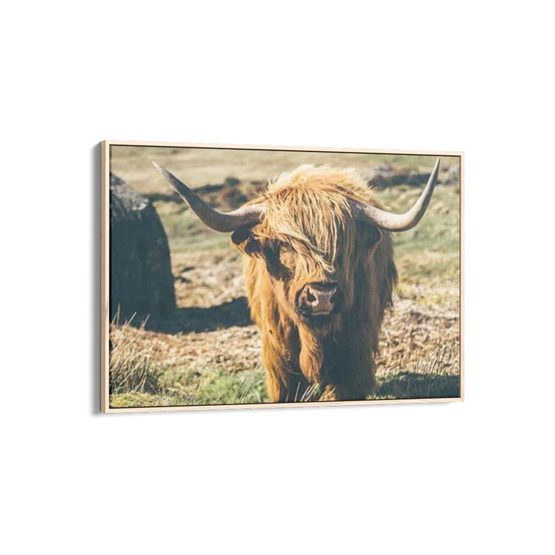 Highland Cattle