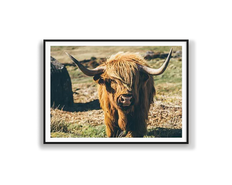 Highland Cattle