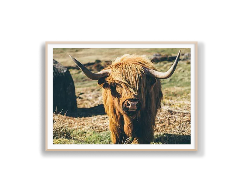 Highland Cattle