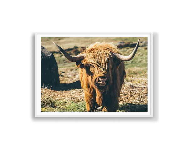 Highland Cattle