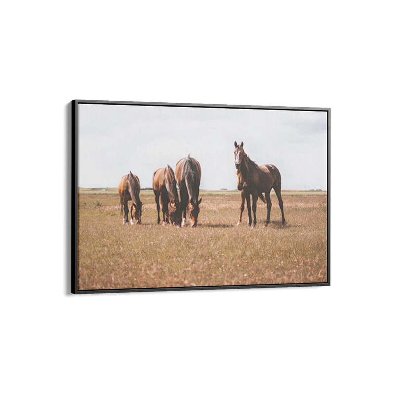 Horses Grazing