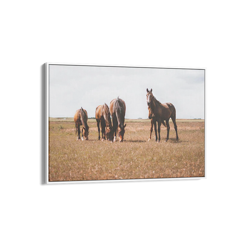 Horses Grazing