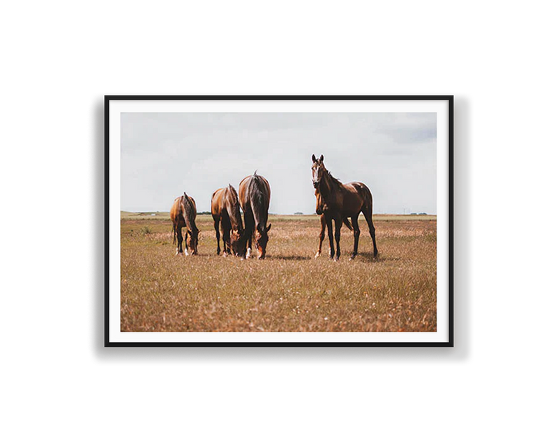 Horses Grazing