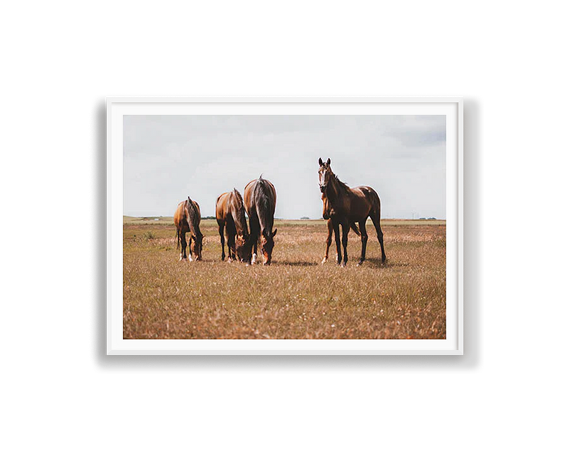 Horses Grazing