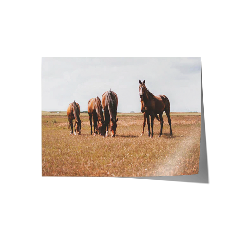 Horses Grazing