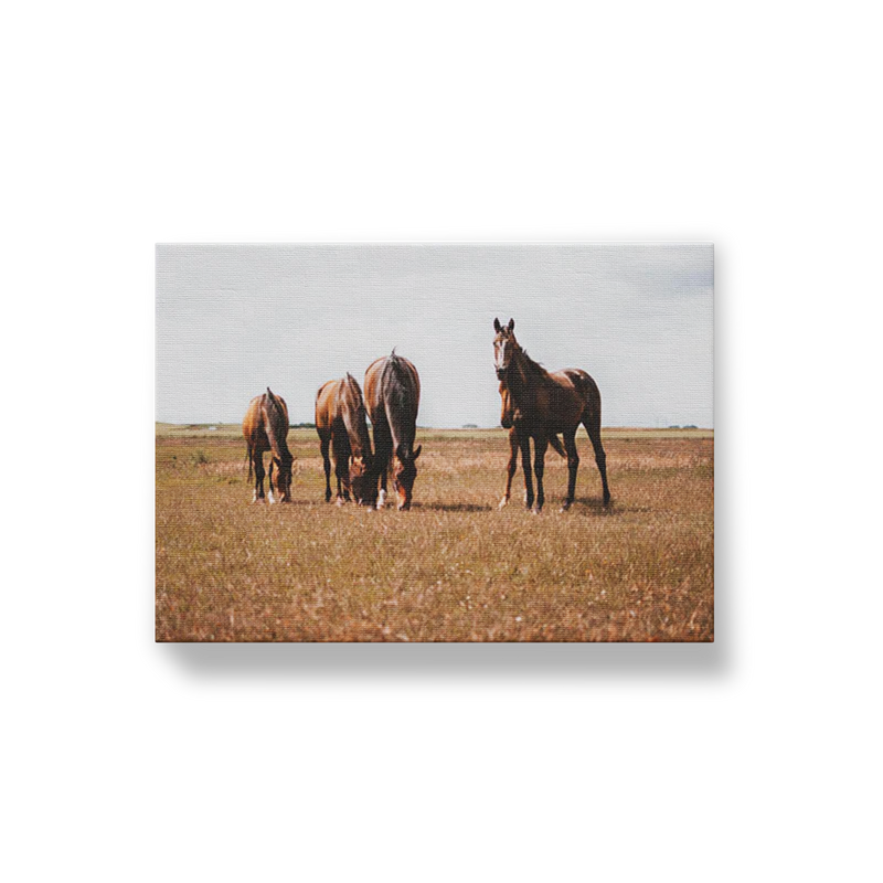 Horses Grazing