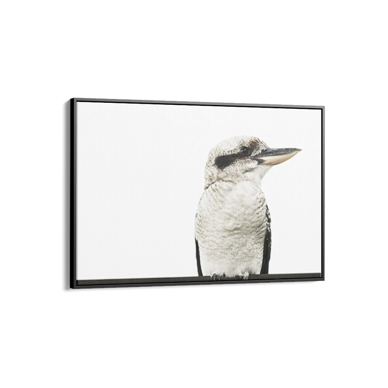 Kookaburra