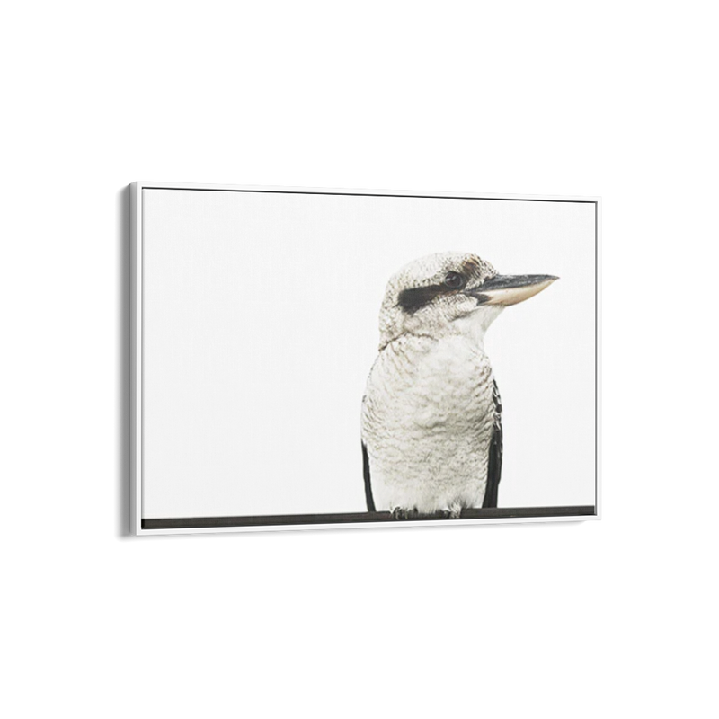 Kookaburra