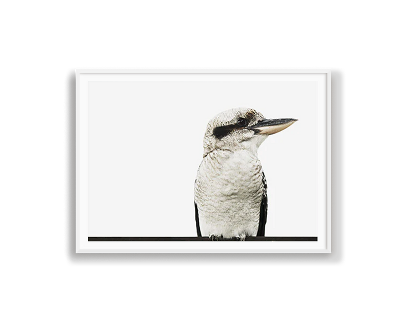 Kookaburra